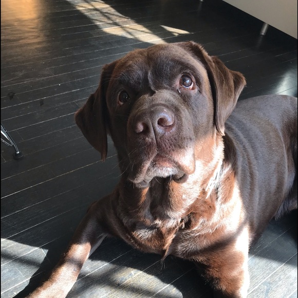 Meet your Posher, Blythe - Picture 1 of 1